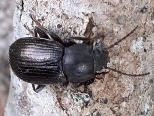 Réf. 266 075 : Helops sp.